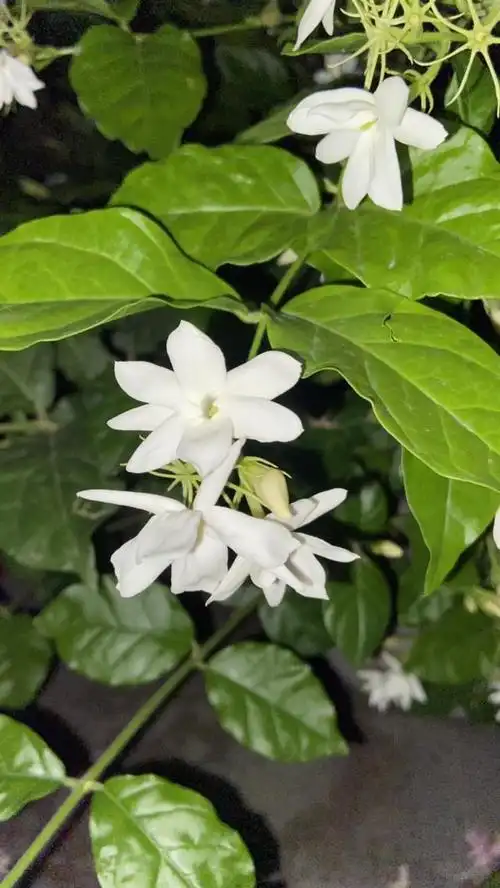 100种常见花图鉴,图文并茂非常详细,收藏起来慢慢看