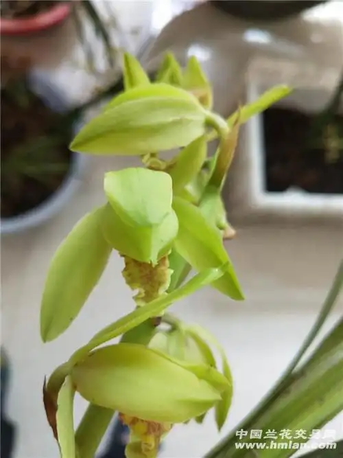 下山蕙兰青花瓣型花