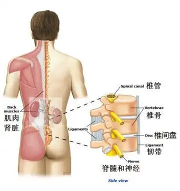 腰疼就是肾虚?不要再随便补肾了!