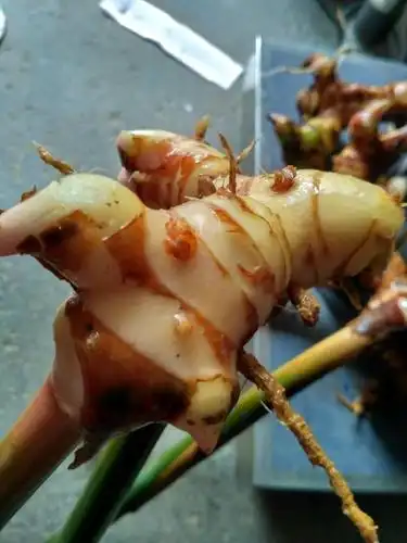 药食两用,深山野生的山姜头是这样的