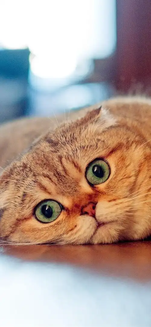 壁纸 苏格兰折耳猫,看,懒 3840x2160 uhd 4k 高清壁纸, 图片, 照片