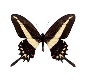 一只蝴蝶煽动翅膀,可能会引起一场龙卷风!