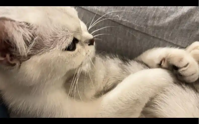 自己的小尾巴抱的可紧了