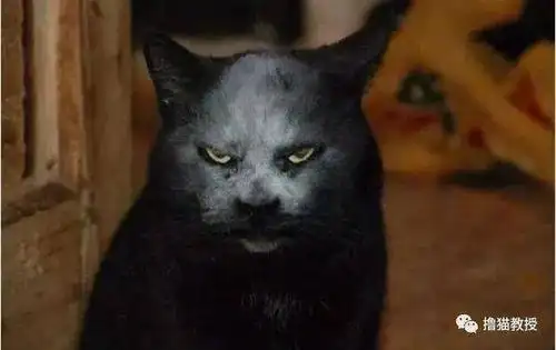 ▼ 凶凶的眼神, 加上黑里透白的面孔, 怎么这么吓人呢. ▼