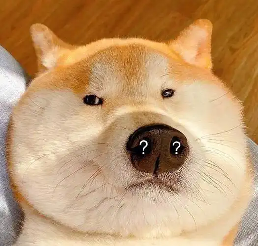 一些小动物的沙雕表情包哈哈哈哈哈哈哈哈哈哈