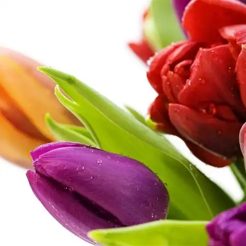 好看头像图片大全唯美,风景花朵绿叶应有尽有