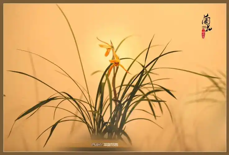 《兰花》,摄影:平面花园