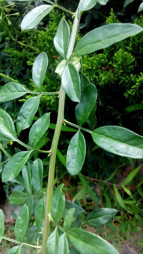 5米,羽状复叶多为3出复叶,枝条蔓状,路旁绿化常见.求学名.