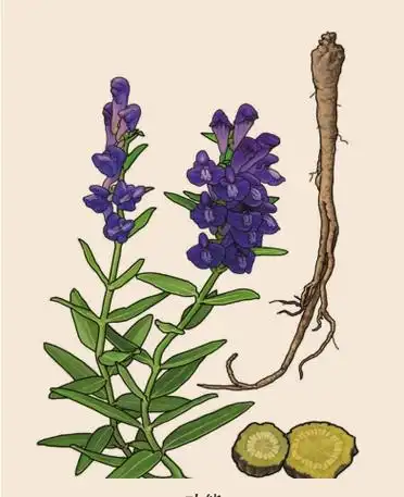 漫画中药一百单八将中药水浒黄芩