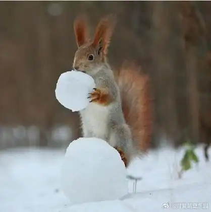 俄罗斯有个摄影师拍到两只小松鼠在雪地玩耍的样子,好萌啊!