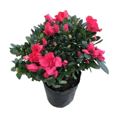 杜鹃比利时杜鹃花花苗西洋盆栽四季开花映山红花苞时令草本花卉