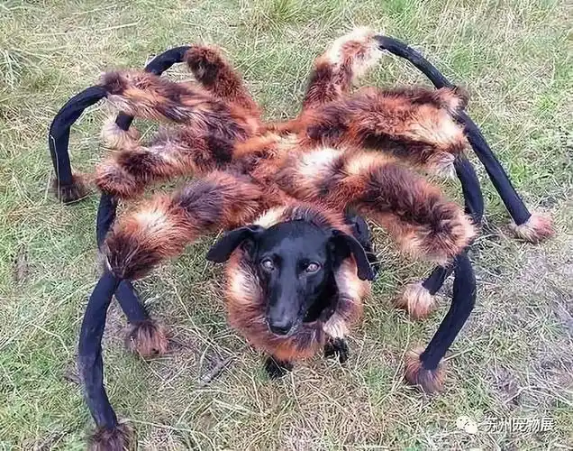 用狗这么玩,这个老外是不是要赔死?