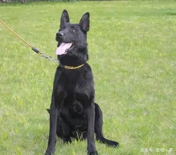 黑狼狗图片及品种