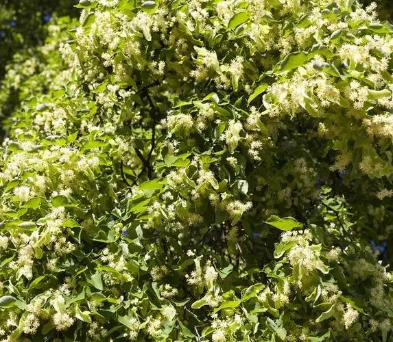 世界四大行道树,你知道是哪几种吗?