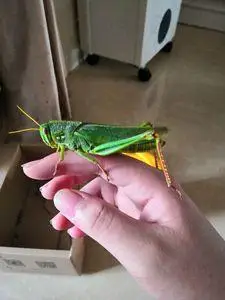 大棉蝗虫蹬倒山昆虫宠物活体吃草叶 观察摄影科普 凶猛包邮带