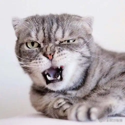 大自然中的5位暴躁动物,谁是你心目中的王者?