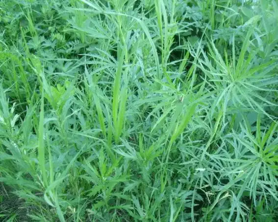 柳蒿芽的作用和功效是什么?你知道它能清热解毒吗?