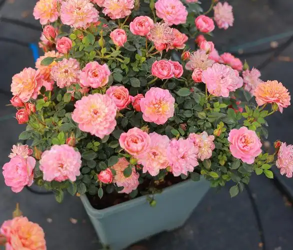 躲躲躲藏捉迷藏月季月季花花苗微月丰花矮小盆栽观叶