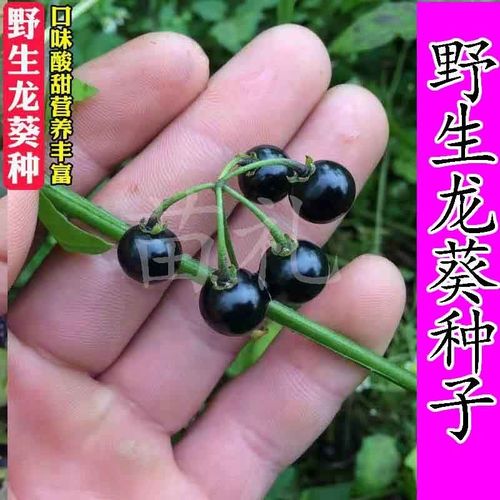 农家野生龙葵种苗子种籽黑悠悠小燕悠黑天天黑星星籽花青素水果