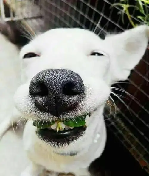 这只汪星人的笑容太有感染力,温暖而治愈!