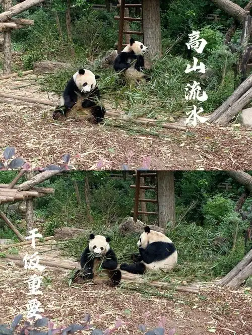 成都熊猫圆滚滚太可爱了值得一定要去
