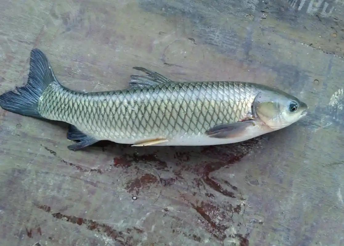 为什么草鱼被称为混子草鱼在鱼缸你养不活吗