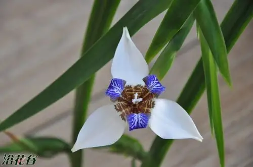 我种的玉蝴蝶 - 兰科植物 浴花谷论坛