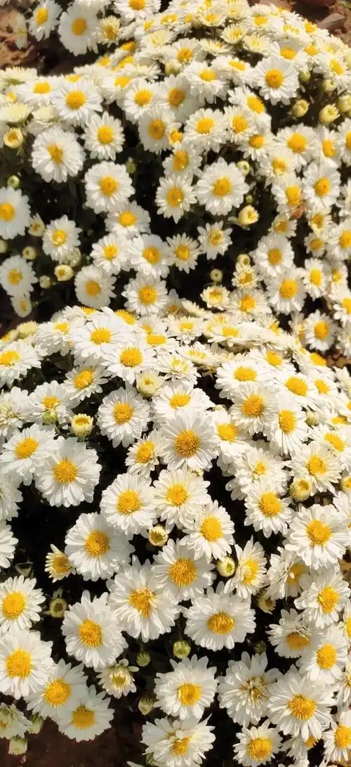 wangruohan 小雏菊/小雏菊背景图/聊天壁纸/手机壁纸/锁屏壁纸/拽拽