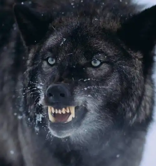 【原创首发】诵读‖黑狼