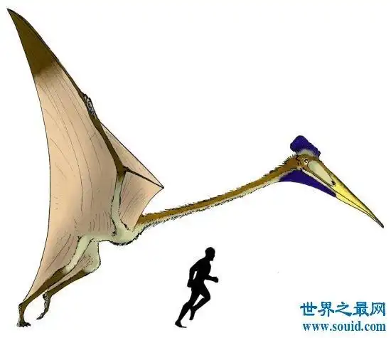 世界上最大的飞行动物风神翼龙 争霸天空以恐龙为食物