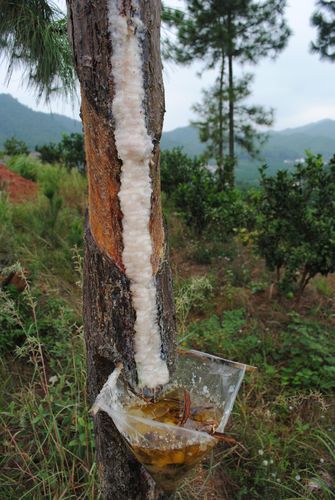 产地松树脂松香 天然原料松油松脂500克1件