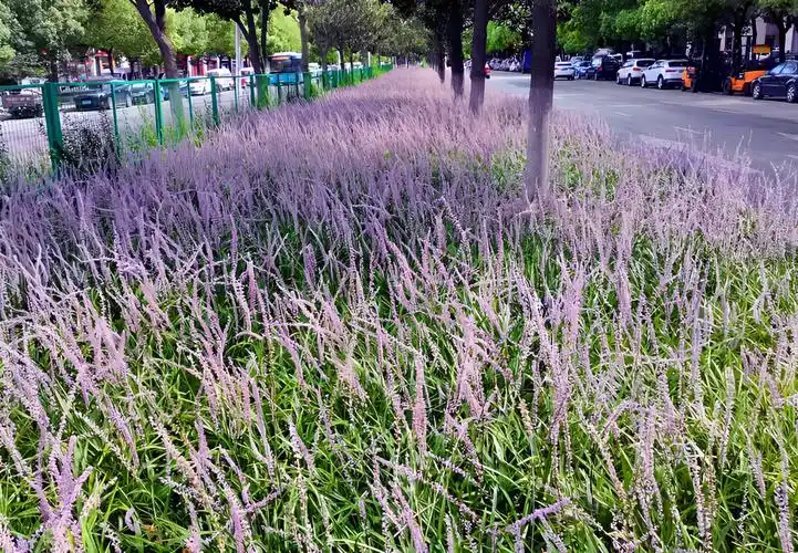 麦冬草图片,冬麦草的生长环境要求