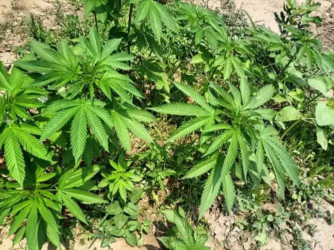 把小松鼠藏在花盆里的小零食扔到地里,有花生有葵花籽有南瓜籽还有火