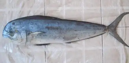 这些都是什么鱼