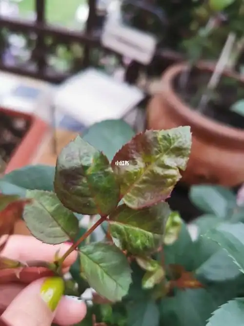 嫩叶好像焦了,找不到任何虫子,月季这是怎么了?肥伤吗?