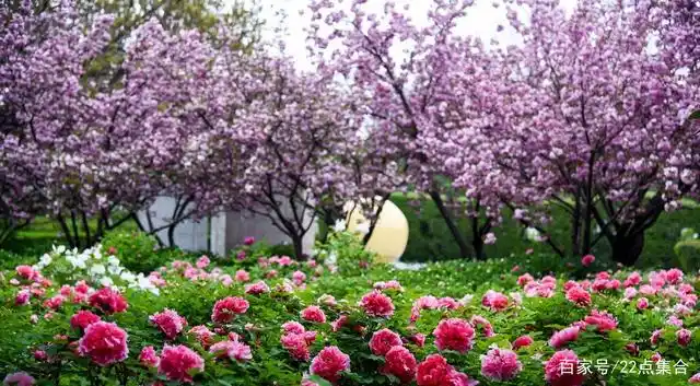 芳菲四月,人间洛阳.牡丹花等你