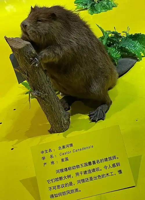 贝林捐赠的北美河狸标本