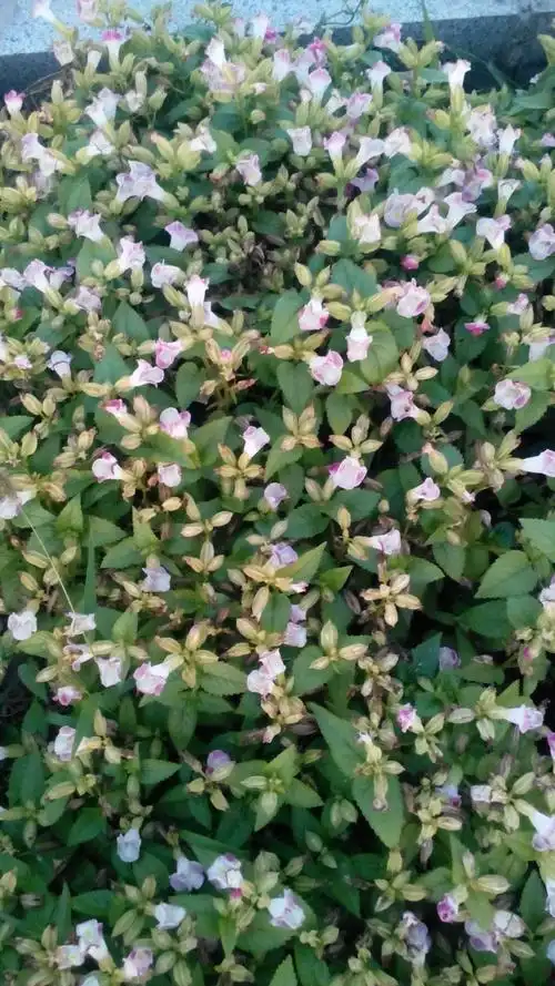 叶片有锯齿,小碎花是什么植物