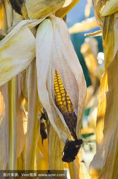 特写,田地,玉米,风景,秋天