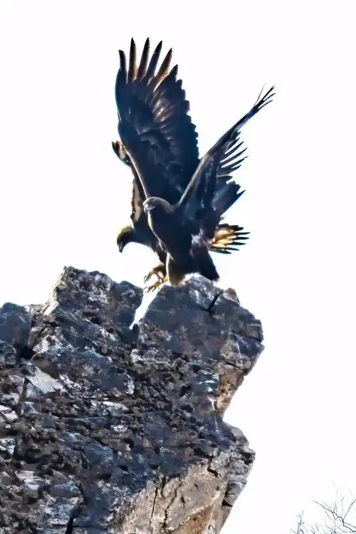 图片故事丨金雕侠侣 -保护地平台