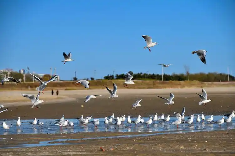 银滩海边的海鸥 - 美篇