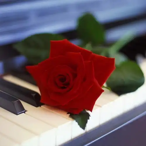 白玫瑰花_微信情侣头像图片_扣扣居