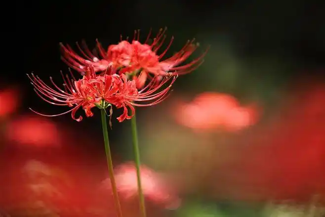 红色彼岸花唯美花朵图片