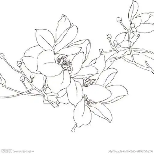 白描花卉简单月季简笔画