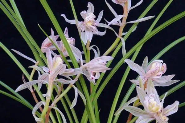 世界上最贵的兰花图片