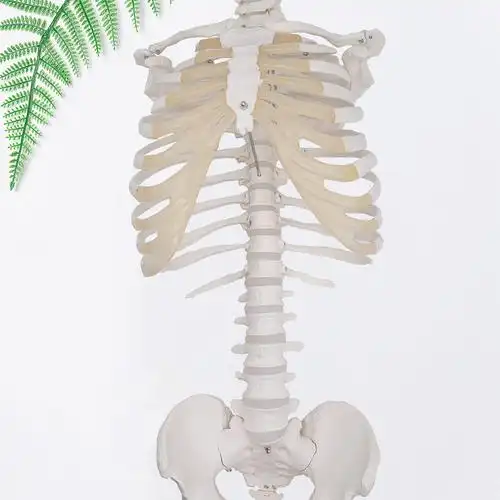 动态人体胸廓脊椎脊椎骨骨盆骨骼模型脊柱胸椎教学仪器