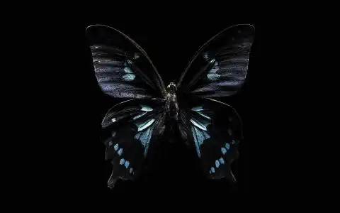 蝴蝶全高清壁纸和背景