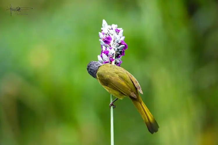 这种鸟在杭州有很多有时在小区和公园里也能看见