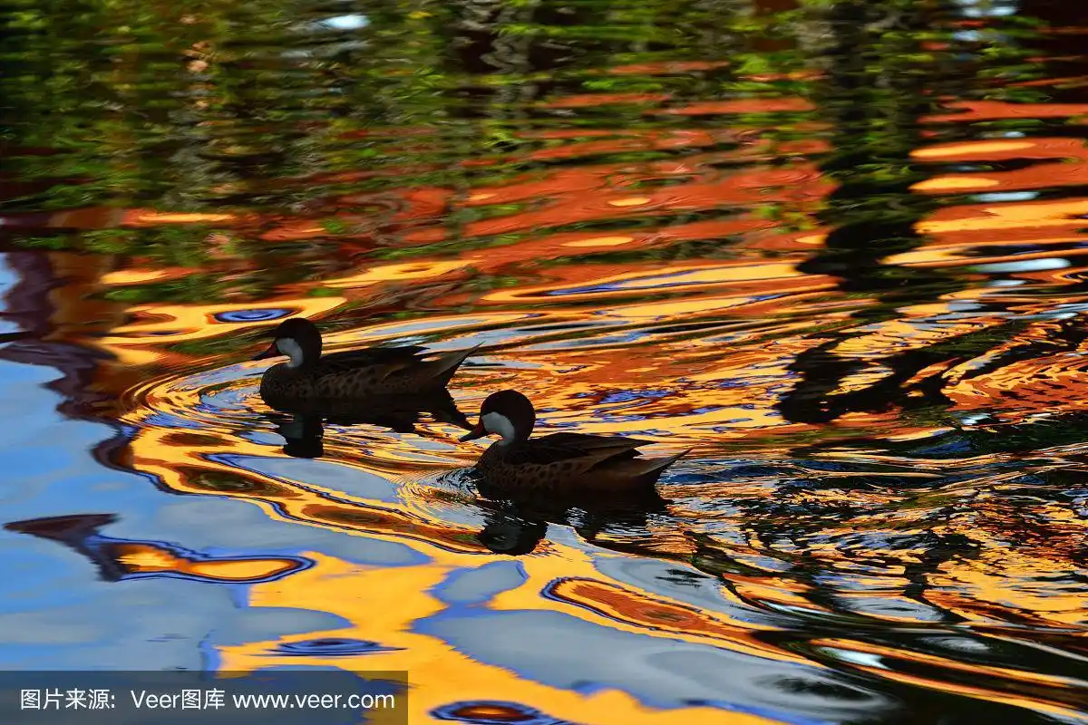鸭子剪影在一个彩色阴影池塘的倒影