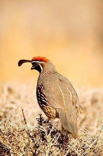 遇着中秋时节近,剪绒花绩斗鹌鹑.